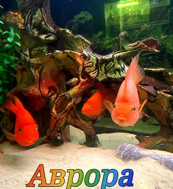Аврора